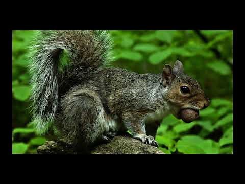 Seed Dispersal by Animals