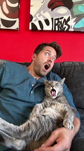 Cats Watching Scary Movies: Fun Reactions Caught on Camera