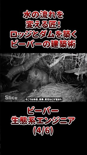 水の流れを変える匠！ロッジとダムを築くビーバーの建築術