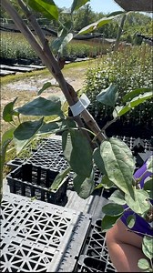 1K views · 21 reactions | If you want to make cider, this apple is the perfect pick!  Fall is apple season, but it's also apple tree planting season! Get your apple trees from Stark Bro's over 200 years of growing excellence! . #fall #fallplanting #appleseason #applecider #ciderapples #homegrown #homemade #fallflavors | Stark Bro's Nurseries | Facebook