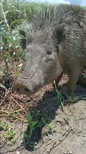 Incredible Animals in Nature: A Journey Through Wildlife Wonders 🌍🐾,trending ,wild animalsanimals