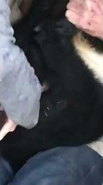 First time using a Burdizzo