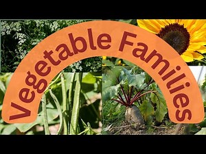 Vegetable Families - Taxonomy of Veggies!
