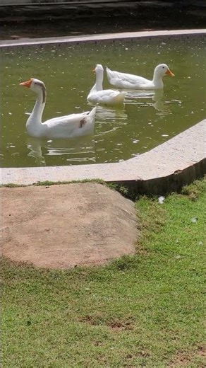 Swan or Goose #shorts