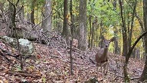 This makes the uphill part of the hike so much better. Today the deer were close and curious. | Heather Tesch