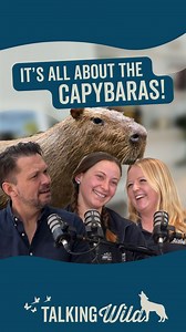 It’s all about the CAPYBARAS! The world’s largest rodents and the internet’s unexpected icons ⭐️ From lazy swims to tummy tickles, we’re unpacking why capybaras are everywhere.. and why we’re all a little obsessed. #Capybara #CapybarasOfInstagram #CapybaraVibes #AnimalPodcast #CapybaraContent #WildlifePodcast #Jimmysfarm | Jimmy's Farm & Wildlife Park