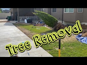 Truck pulling tree out of the ground