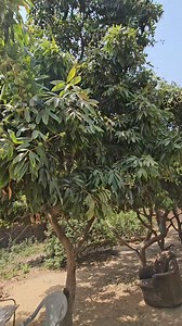 55K views · 415 reactions | How fast did the snake jump from the tree | Snake in the village | Facebook