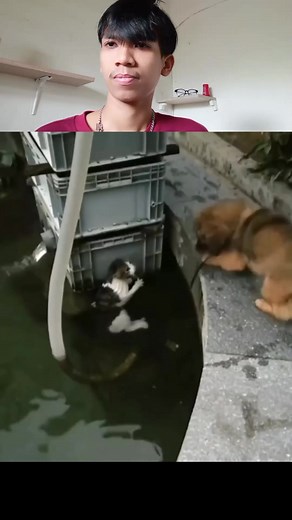 Good job dog | Alfirda Kona