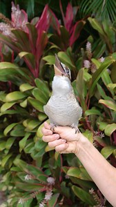 65K views · 1.6K reactions | Brightening up your Wednesday with a Kookaburra hello  | Discovery Cove | Facebook