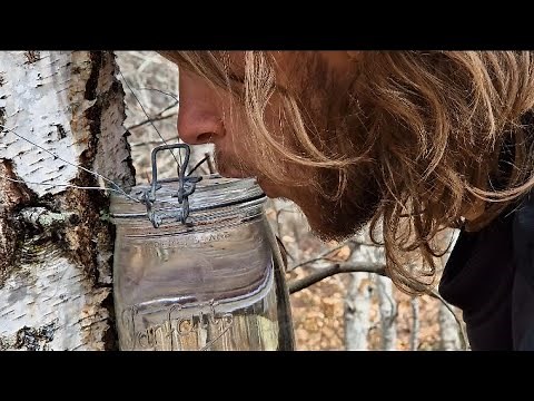 How to Tap Birch Sap from a Birch Tree : The Magic of Birch Sap