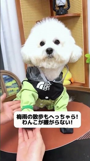 雨の日、犬が散歩に行けず家でストレスで吠えたり粗相したりする？このレインコートを着せればすぐにお出かけできる！ #犬のレインコート #雨の日散歩 #春の新生活 #新生活応援 #防水