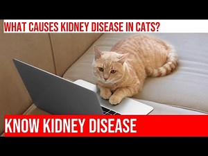 Signs of Kidney Disease in Cats: What to Look For