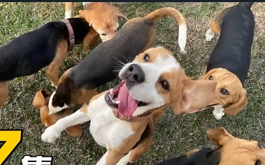 一起来认识比格犬吧