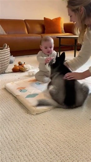 Husky Puppy Goes Wild → Baby Falls 😱👶 | Mom Reacts! 🐶💛