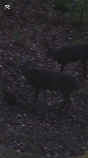 wildlife hunting night mod deer hunting #deer #viral #archary #deerhunting #hunt #viralvideos