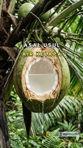 Dari Mana Sebenarnya Air Kelapa Berasal?