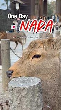 Nara Day Trip Guide • What to Do & Where to Go in One Day | 奈良一日游攻略 · 一天怎么玩、去哪最顺