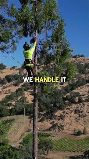 Sonoma County Tree Service