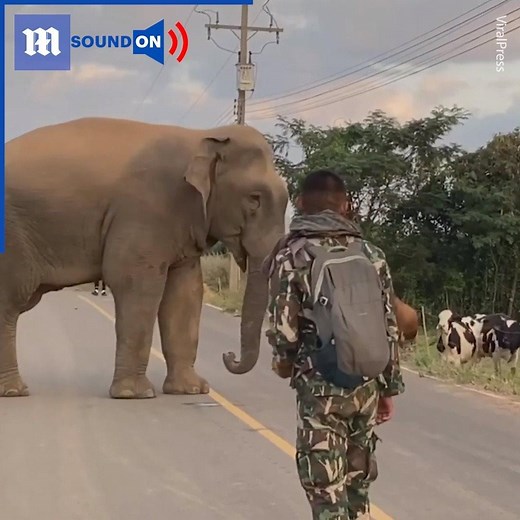 Who knew elephants and cows didn’t get along?! 😂 Via ViralPress | Daily Mail Video