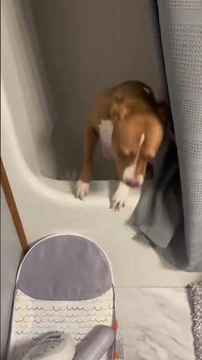 Funny Dog DOES NOT Want to Take a Bath!