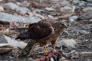 9 Types of Hawks Found in Wisconsin (Photos) - Bird Feeder Hub