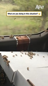 I would bee freaking out way more than that 🐝 #afv #funnyvideos | America's Funniest Home Videos