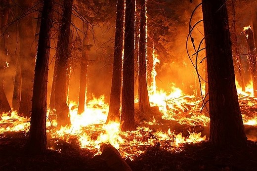 Various Causes and Effects of Wildfires | Earth Eclipse