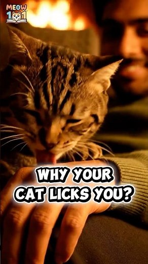 Why Does My Cat Lick Me? 👅 (4 HIDDEN Reasons Explained!) | Cat Bonding & Behavior #CatLicking