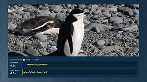 Some animals have evolved extreme ways to sleep during dangerous situations