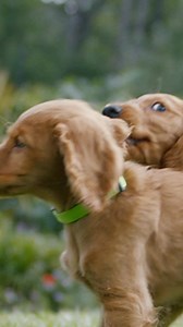 Give them a healthy start to life, with IAMS™ Puppy food. Now, with Proactive 5 health benefits | IAMS