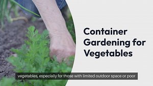 Best Vegetables for Container Gardening