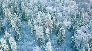 4.5K views · 315 reactions | I’m excited to share Deck the Halls from my new Christmas CD All is Bright! I hope you enjoy! All is Bright is out now and CDs are available on Amazon. (See link below ☺️) So grateful to be kicking off the holiday season with all of you! Happy Holidays everyone!  #christmasmusic #instrumentalchristmasmusic #nature #snowynature https://www.amazon.com/All-Bright-Tim-Janis/dp/B08LZZVCND | Tim Janis | Facebook