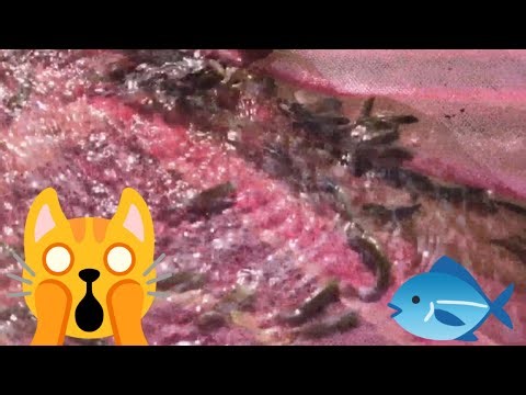 Easy Fishing Techniques for Beginners | Catch More Fish Fast | Simple Fishing Tips That Work!