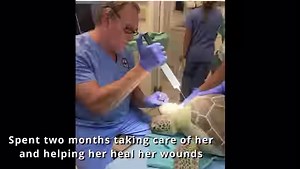 184K views · 2.7K reactions | “Wednesday”, a juvenile green sea...