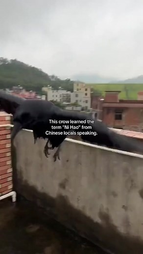 This crow learned the term