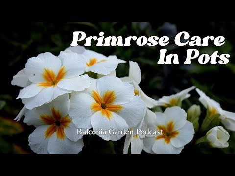 How To Care For Primroses In Pots Indoor And Outdoor: Ep 14
