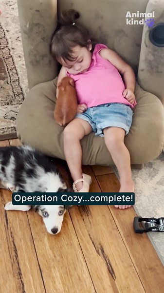 Watch a toddler's pets get up close and snuggly during nap time