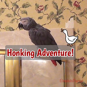 Einstein the parrot is on a mission to master goose talk! While he's got the honking part down perfectly, he's still figuring out how to say "goose" correctly. Sometimes it's "coose," other times it's "roose"—which, hilariously, is actually a rooster! Watch as Einstein mixes up his animal sounds, throws in a few gobbles and monkey noises, and keeps everyone entertained with his adorable attempts at learning. One thing's for sure—his honking skills are spot on! | Einstein the Talking Texan Parrot