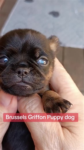 Brussels Griffon Puppy dog breeder