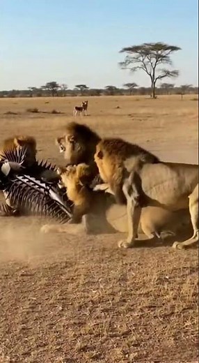 Lions vs Armored Human – Realistic African Savanna Encounter