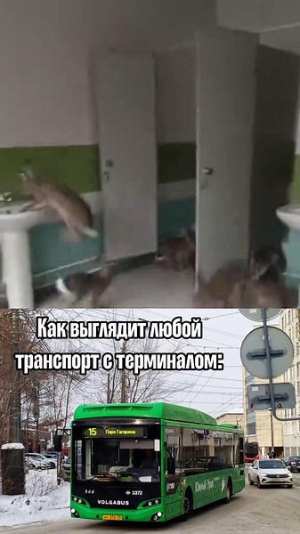 великий 15 едет за зайцами #рек #зайцы#зацеперы#дигеры#транспорт#челябинск