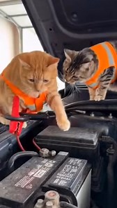 🔋 First day on the job. #cat | Cats At Work