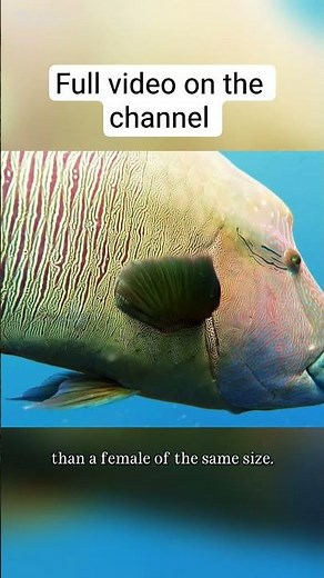 Around 500 fish species can change gender #animals #evolution #nature