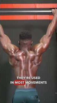 Complete Guide to the Muscles of the Back for Bodybuilders.