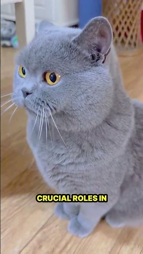 How Long Do Cats Live? Average Lifespan Explained by Science