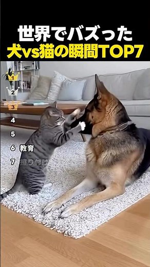 世界でバズった犬VS猫の面白い瞬間ランキングTOP7