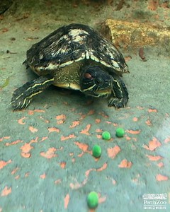 8K views · 333 reactions | Hungry, hungry...turtle  헙혂헻 헳헮헰혁: The Red-eared Slider has a distinctive red stripe behind each ear, which fades with age. Thanks to keeper Marty for the video! | Perth Zoo | Facebook