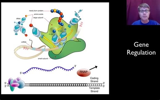 Gene Regulation_Bozeman Science