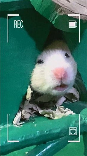 #cute hamster🥰❤️👶🏻🥰❤️#hamster #usa #shorts #viral #youtubeshorts #pets #smallpets